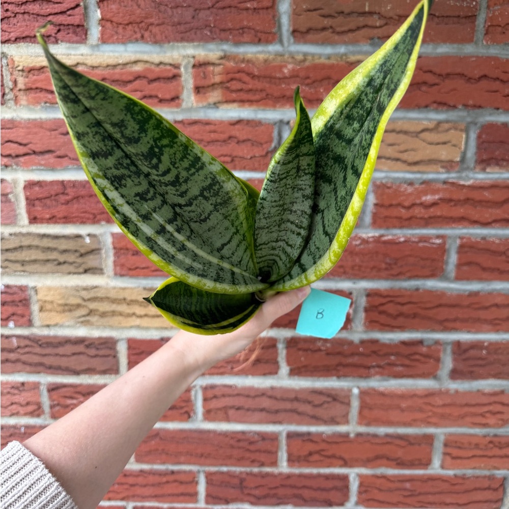 Vibrant Green Snake Plant - Picture 6 of 6